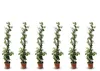 Sunny Tree - Toskánský jasmín - Popínavá rostlina - 6 ks - Náhled obrázku produktu 1