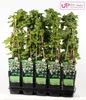 Hortensie Petiolaris - ↨65Cm - Ø15 Produktbild-Vorschau 1
