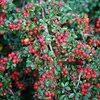 Stauden Gänge 10 x Cotoneaster dammeri 'Coral Beauty‘ - Produktbild-Vorschau 2