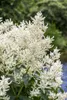 A close-up of a white flowering plant with green leaves, with a blurred background of greenery and blue water. Produktbild-Vorschau