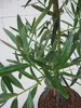 Steineibe - Podocarpus elatus - 40-60cm Produktbild-Vorschau 2