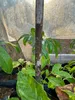 Aronia (Amorphophallus raungense)  – 1 vyklíčený semeno Náhled obrázku produktu 3