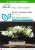 SAFLAX - Bonsai - Europejskie Jabłko - 30 Nasiona - Z Podgląd zdjęcia produktu 1