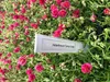 6 x Helianthemum hybr. 'Cerise Queen' - Hélianthème - Pot Voir les images du produit 2