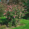 Syringa microphylla 'Superba', Zwergflieder, rosa Blüten, Produktbild-Vorschau 7
