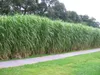 4 x Riesen Chinaschilf, ideal als Hecke und Sichtschutz, Produktbild-Vorschau 3