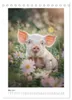 Schwein gehabt (Tischkalender 2027 DIN A5 hoch), CALVENDO Produktbild-Vorschau 8