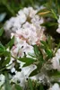 Rhododendron micranthum 'Bloombux' -R-, immergrün, 25–30 cm Produktbild-Vorschau 3