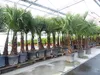 3 Stück XXL+ Palme winterhart 190 - 220 cm Trachycarpus Produktbild-Vorschau 6