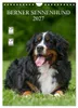 Berner Sennenhund 2027 (Wandkalender 2027 DIN A4 hoch), Produktbild-Vorschau 1
