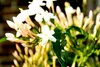 Jasminum polyanthum - Duft - Jasmin - Kletterpflanze - Produktbild-Vorschau 4