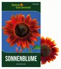 Sonnenblumen Samtkönigin Samen - Helianthus annuus - Produktbild-Vorschau 1