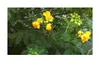 10x Senna corymbosa Argentinische Kassie Cassia corymbosa Produktbild-Vorschau 6