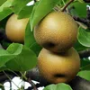 Pyrus pyrifolia 'Nijsseiki', poirier japonais Nashi, pot de Voir les images du produit 2