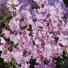Rhododendron 'Praecox', frühblühend, lila, 30–40 cm Produktbild-Vorschau 7