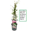 A potted climbing plant with pink and white flowers, supported by stakes, against a white background. Produktbild-Vorschau