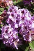 Rhododendron Hybr. 'Pfauenauge', Rhododendron, 50–60 cm, Produktbild-Vorschau 2