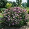 Syringa meyeri 'Palibin', Zwergflieder, lila, 60–80 cm Produktbild-Vorschau 11