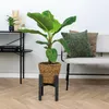 Bloomique - Zestaw 2 sztuk - Musa Dwarf Cavendish - Roślina Podgląd zdjęcia produktu 4