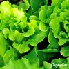 Leaf Insects Blattinsekten-Konzentrat -5 L für 5000 m2- Produktbild-Vorschau 2