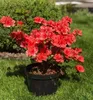 Japanische Azalee ´SIGNAL GLÜHEN´ 20-30 cm, Cont. 2 l Produktbild-Vorschau 1