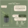 Plants by Frank | 60 Zwergmispel Pflanzen | Cotoneaster Produktbild-Vorschau 4