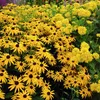6 ks rastlín Rudbeckia fulgida 'deamii' | Kvetináč 9x9 cm Náhľad obrázku produktu 1