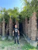 PALME TRACHYCARPUS FORTUNEI HÖHE 350CM WINTERHART –19 °C  Produktbild-Vorschau 7