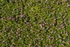 Phyla nodiflora Pink Pompon - Teppichverbene - 5-Stück Produktbild-Vorschau 2