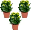 Bloomique - Lot de 3 - Kalanchoé - Fleurs jaunes - Plante Voir les images du produit 1
