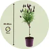 Lavandin - Set de 4 - Lavandula stoechas 'Anouk' - Hauteur Voir les images du produit 2