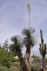 Nasiona Yucca Elata - zestaw 5 sztuk - Nasiona roślin Podgląd zdjęcia produktu 5
