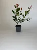 1 Stück, 20-25cm, Topf 9cm, Glanzmispel Photinia fraseri Produktbild-Vorschau 3