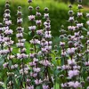 6 x Knollen-Brandkraut - Phlomis tuberosa  | Topf 9cm x 9cm Produktbild-Vorschau 2