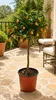 Kumquat-Stämmchen Nagami ca. 50 cm – Fortunella margarita Produktbild-Vorschau 1