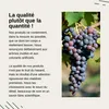 Vita Elements Extrait de Pépins de Raisin OPC 240 Gélules Voir les images du produit 4