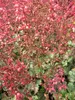 Heuchera x cultorum Paris - Purpurglöckchen Paris - Produktbild-Vorschau 3