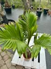 Flaschenpalme 80-120 cm Hyophorbe lagenicaulis Zimmerpalme Produktbild-Vorschau 5