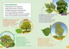 WAS IST WAS Erstes Lesen Band 6. Wald Produktbild-Vorschau 4