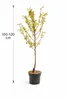 Zwergnektarine Prunus persica nucipersica Stämmchen 100–120 Produktbild-Vorschau 5