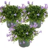 3er-Set - Campanula Ambella Lavender - Glockenblume - Produktbild-Vorschau 1