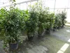 Erdbeerbaum | 170 - 190 cm | Arbutus unedo | veredelt |  | Produktbild-Vorschau 1