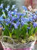 Scilla siberica 'Spring Beauty', Blaustern, leuchtend blau, Produktbild-Vorschau 3