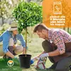 Albero soleggiato - Limone grande 150 centimetri - Citrus Anteprima dell’immagine prodotto 3
