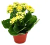 Mini-Kalanchoe „Rosalina“ – Set mit 3 verschiedenen Produktbild-Vorschau 3