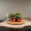 Sukkulenten Mix Everspring  - 18 Stück - 10 cm - Ø8,5 - 9 Produktbild-Vorschau 2