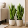 2x Bogenhanf, pflegeleichte Zimmerpflanzen, Sansevieria Produktbild-Vorschau 6