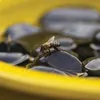 Ape farfalla abbeveratoio rotondo giallo 27cm vasca da Anteprima dell’immagine prodotto 4