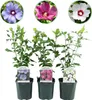 Hibiscus syriacus Tricolour 3 Pflanzen 17cm 45cm hoch Produktbild-Vorschau 2
