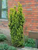 Taxus baccata, Europäische Eibe, immergrün, 40–60 cm Produktbild-Vorschau 11